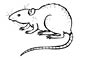 Rat coloring page