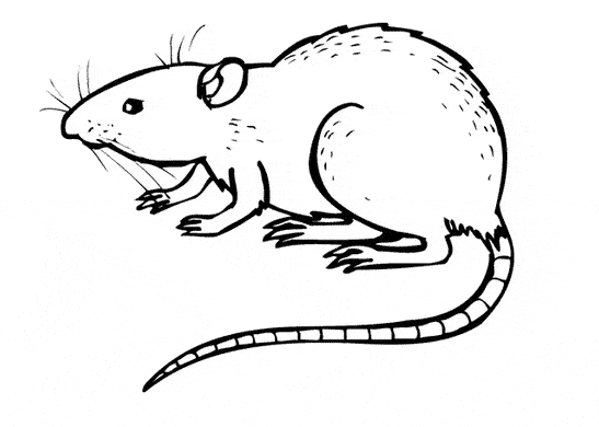 free Rat coloring page