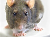 Rat picture