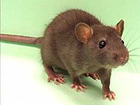 Rat picture
