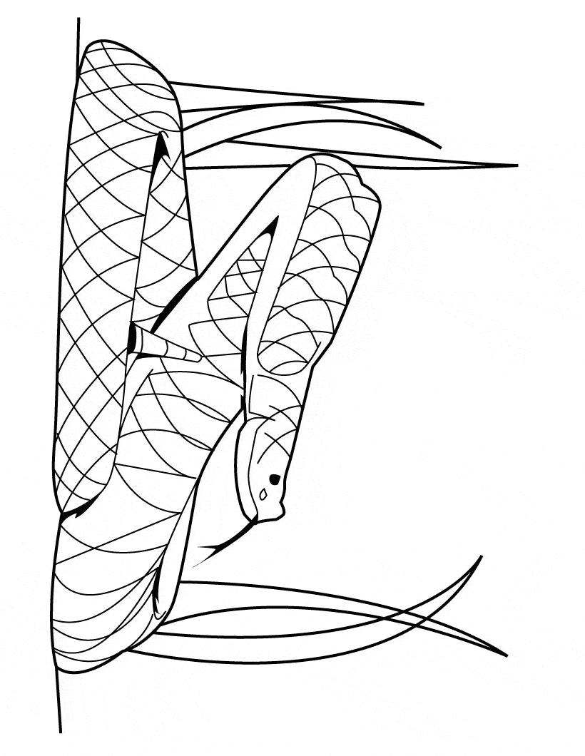 free Rattlesnake coloring page