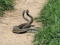 Rattlesnake picture