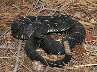 Black Rattlesnake image