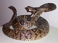 Rattlesnake attacking