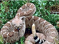 Rattlesnake picture