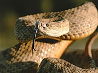 Rattlesnake hissing