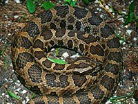 Rattlesnake image