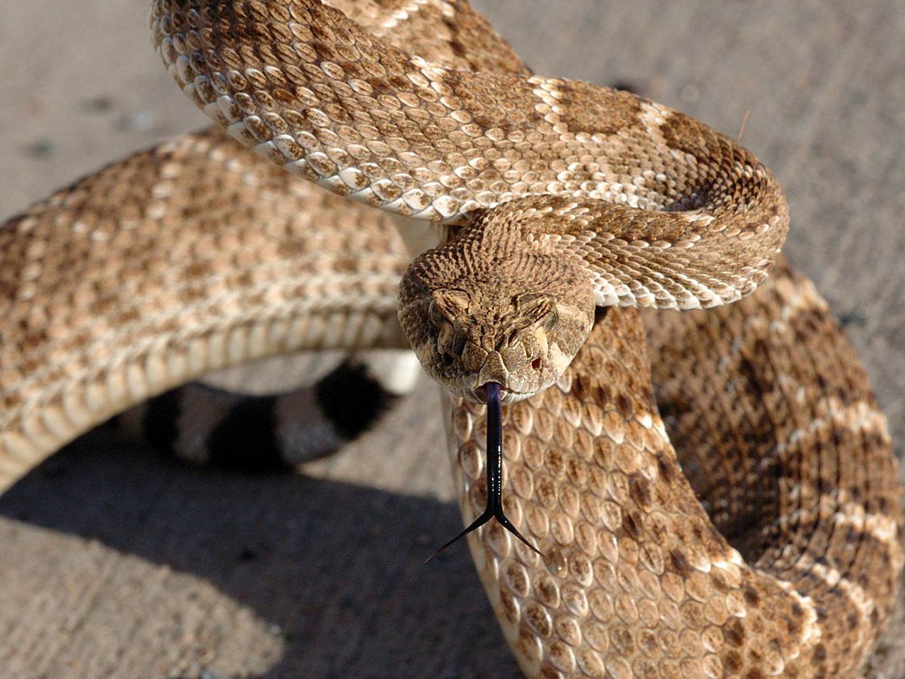 free Rattlesnake wallpaper wallpapers download