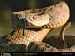 Rattlesnake wallpaper