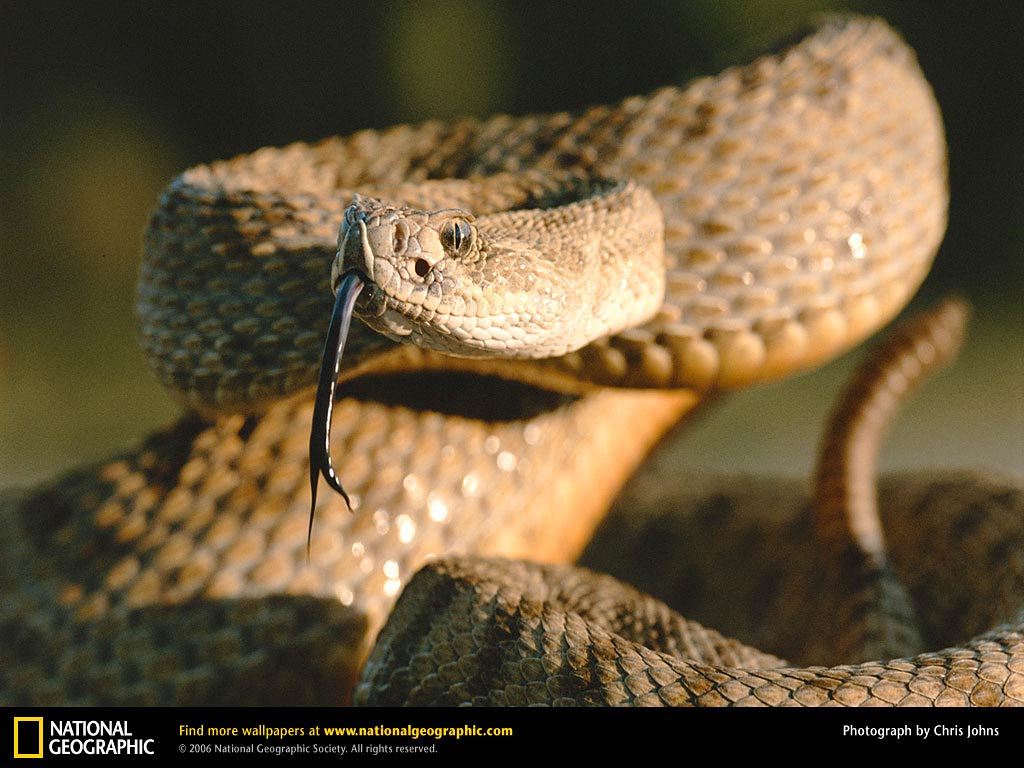 free Rattlesnake wallpaper wallpapers and background