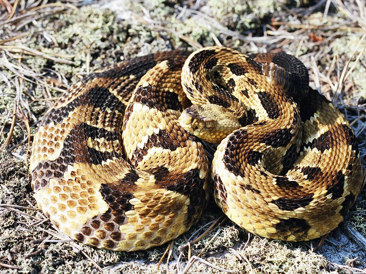 free Rattlesnake desktop wallpaper wallpapers Desktop and Mobile