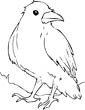 Raven coloring page