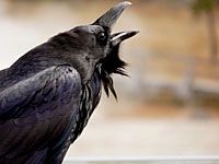 Raven crowing
