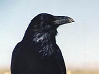 Raven picture