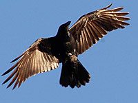 Flying Raven