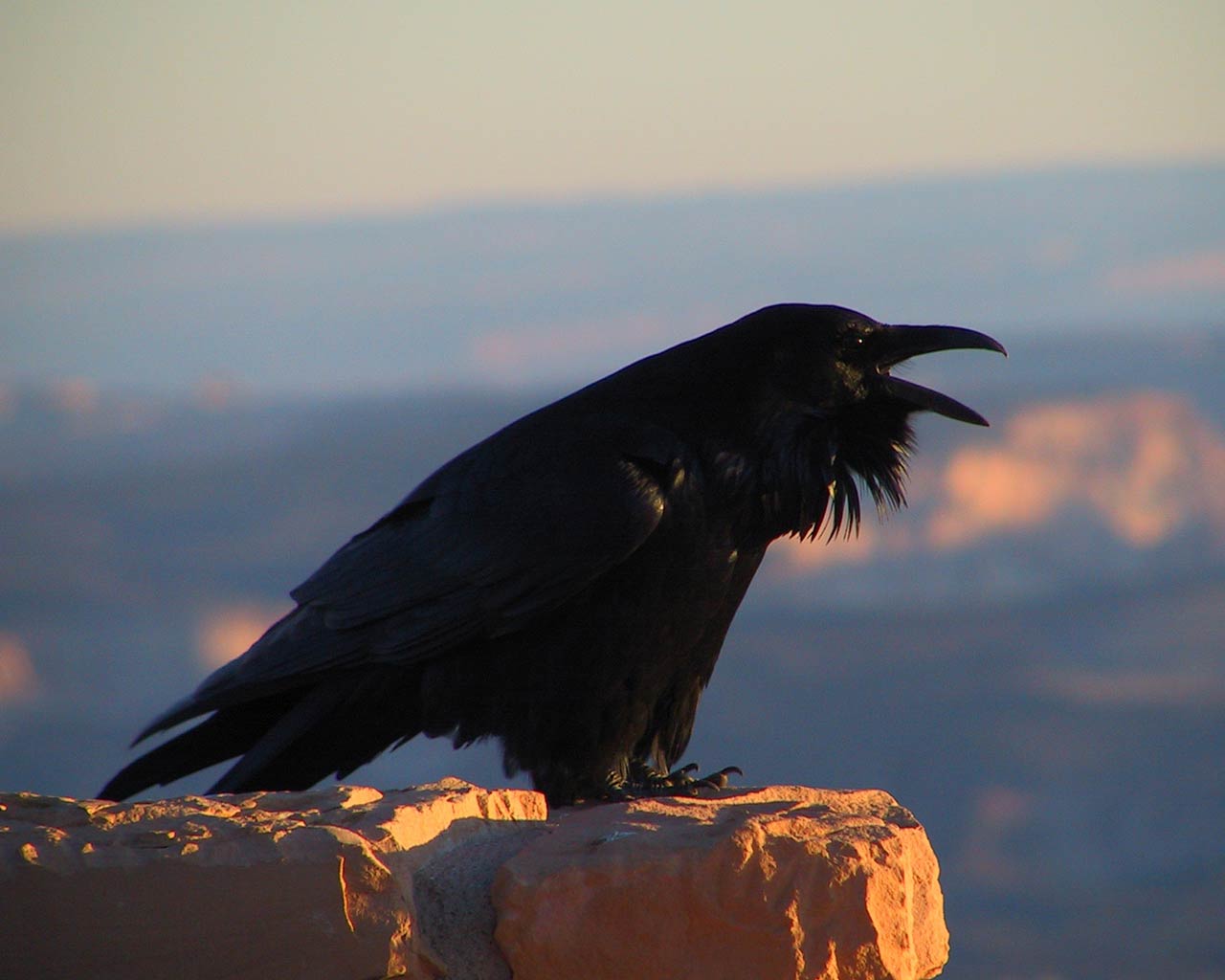 Cawing Raven on a rock wallpaper
