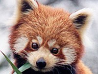 Red Panda image