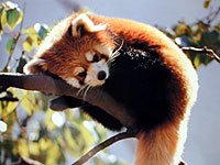 Red Panda image