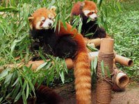 Red Panda photo