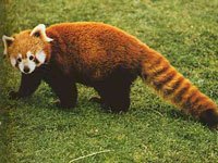 Red Panda image