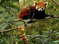 Red Panda image