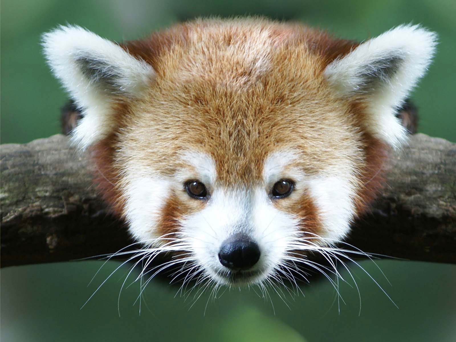 free Red Panda wallpaper wallpapers download