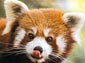 Red Panda wallpaper