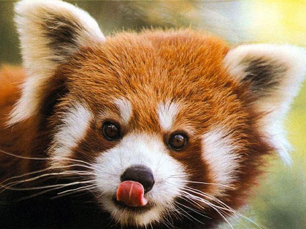 Red Panda Wallpapers - Animals Town