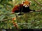 Red Panda wallpaper
