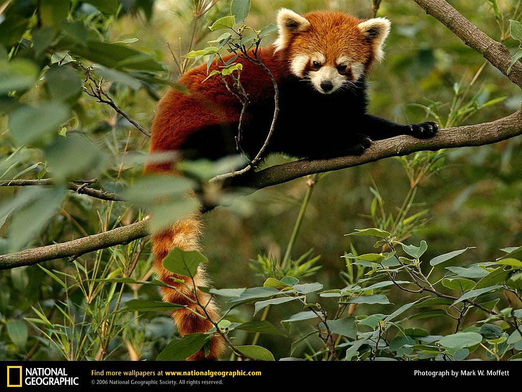 free Red Panda wallpaper wallpapers download