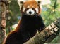 Red Panda wallpaper