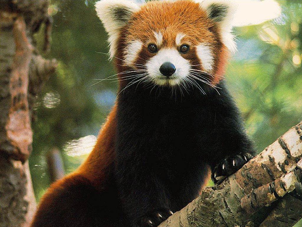 free Red Panda wallpaper wallpapers and background
