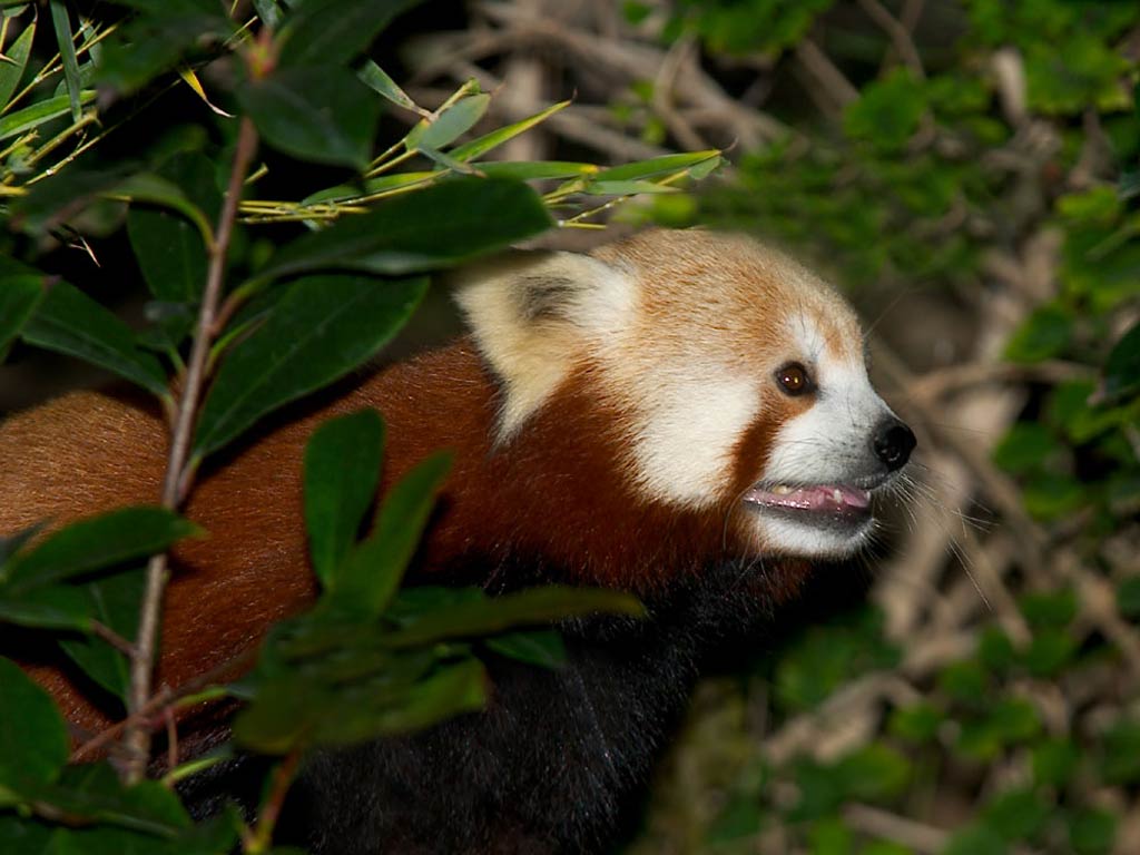 free Red Panda desktop wallpaper wallpapers Desktop and Mobile