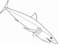 Reef Shark coloring page