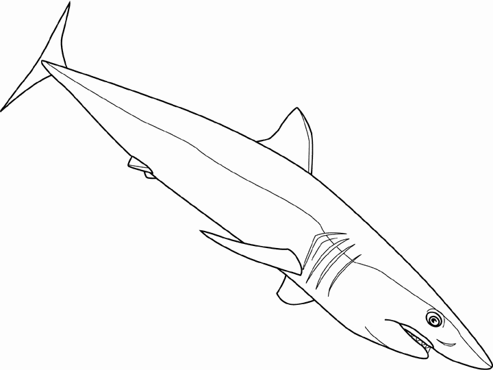 free Reef Shark coloring page