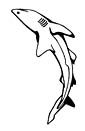 Reef Shark coloring page