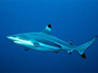 Reef Shark image