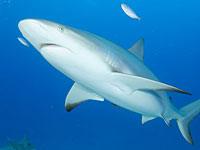 Reef Shark picture