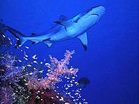 Reef Shark photo