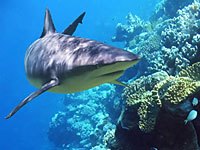 Reef Shark image