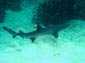 Reef Shark wallpaper