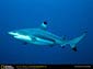 Reef Shark wallpaper