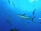 Reef Shark wallpaper