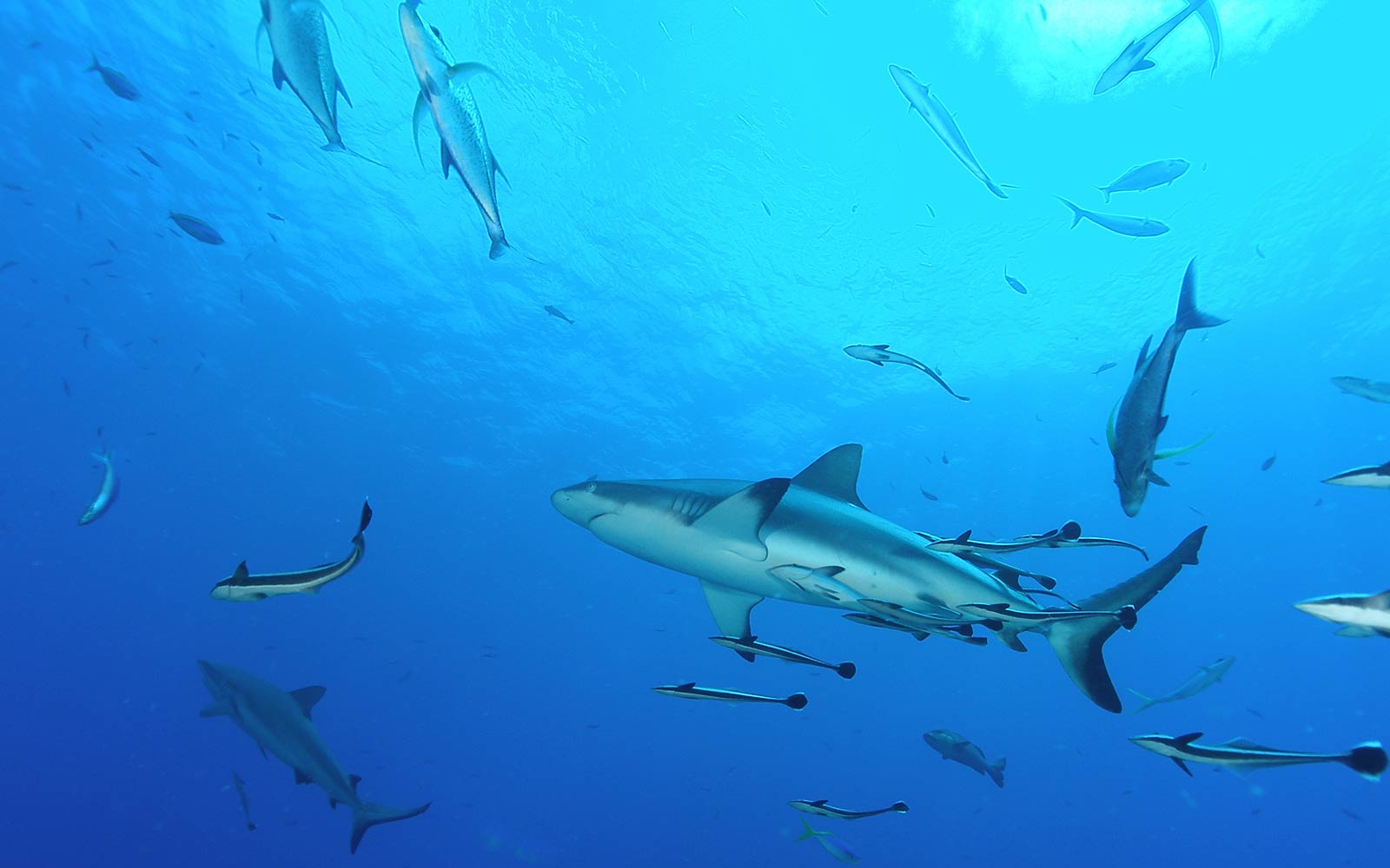 Купить акулу живую. Grey Reef Shark. Акула обои. Акула Живая. Живые обои акула.