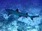 Reef Shark wallpaper