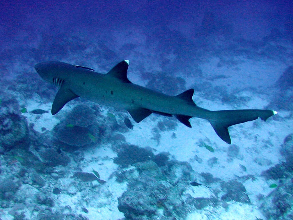 free Reef Shark wallpaper wallpapers and background
