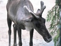 Reindeer picture