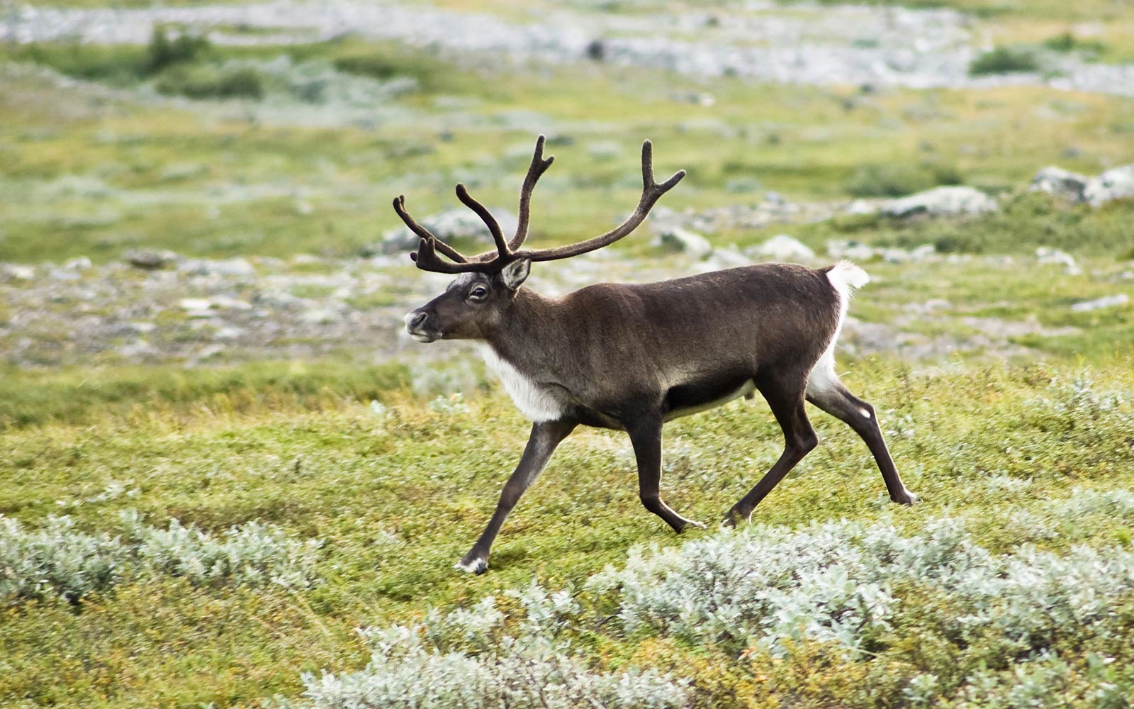 free Reindeer wallpaper wallpapers download