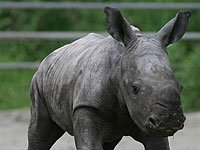 Rhinoceros image