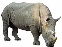 Rhinoceros image